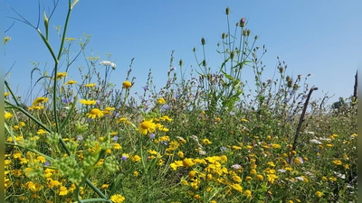 Die Schaffung von Blühflächen ist ein wichtiger Beitrag zurm Umwelt- und Wasserschutz. (Foto: Freisinger Stadtwerke)