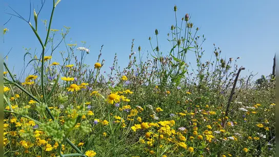 Die Schaffung von Blühflächen ist ein wichtiger Beitrag zurm Umwelt- und Wasserschutz. (Foto: Freisinger Stadtwerke)