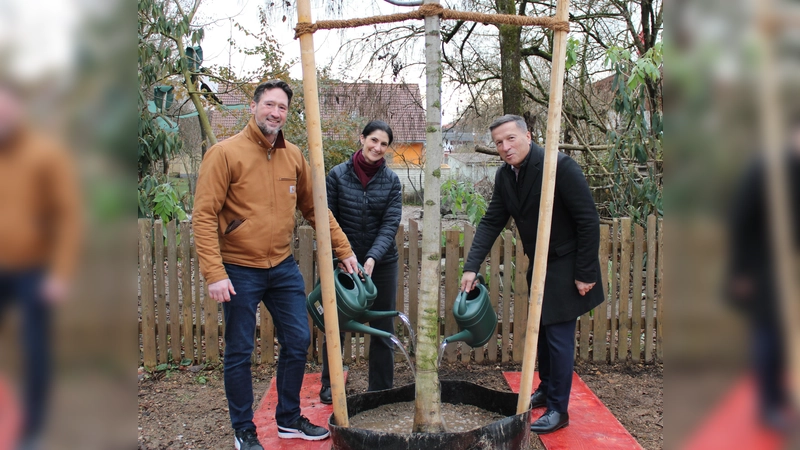 Ei neuer Baum ziert den Grünen Markt. Eine Spende von Amadeus. (Foto: C. Wanninger)